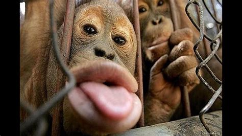 funny monkey videos